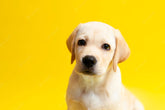 Dogs
